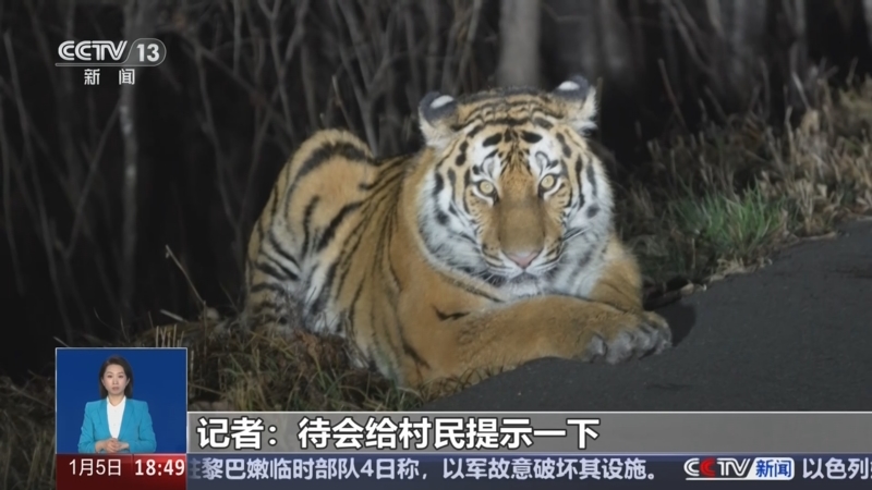 [共同关注]探访东北虎豹国家公园 记者体验冬季巡护 途中偶遇东北虎