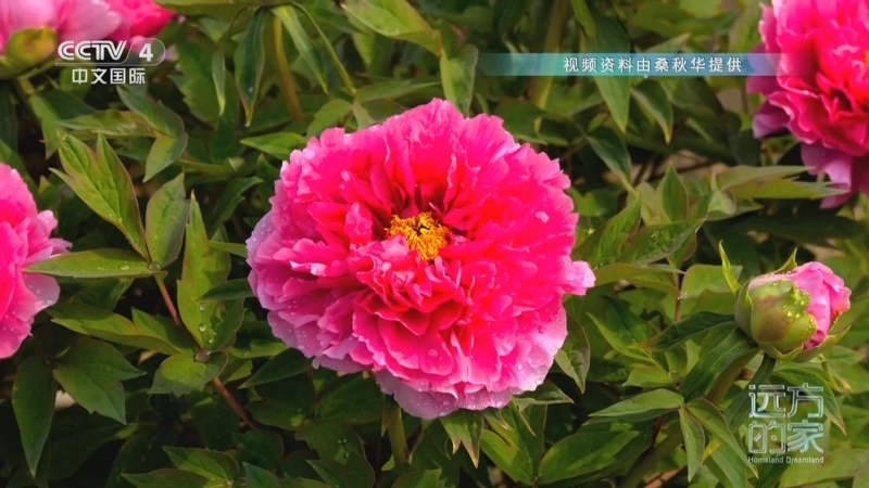 《远方的家》 20250129 齐鲁大地上的“国潮风”