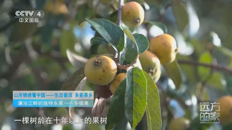 澜沧江畔的独特水果——多依果