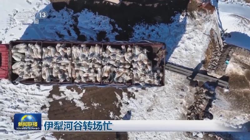 伊犁河谷转场忙