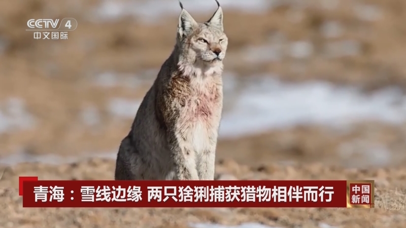 青海：雪线边缘 两只猞猁捕获猎物相伴而行