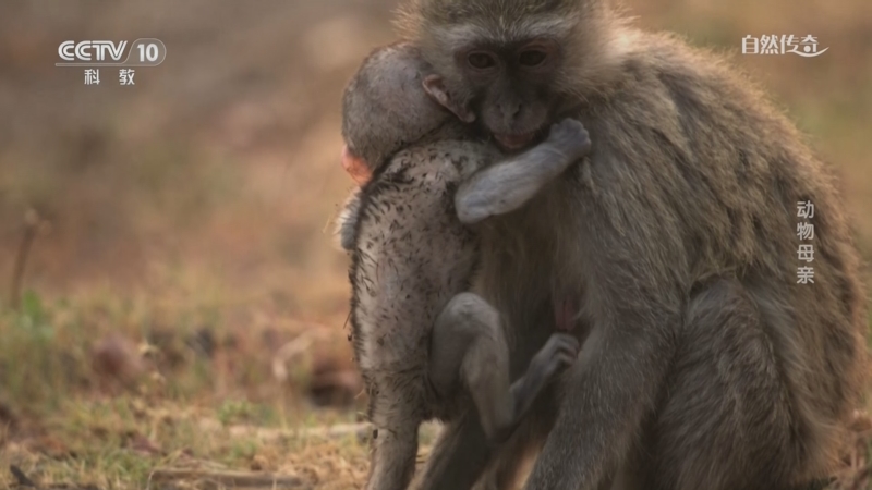 《自然传奇》 20250404 动物母亲