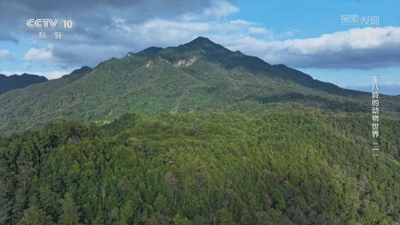 《探索·发现》 20250501 车八岭的动物世界（1）