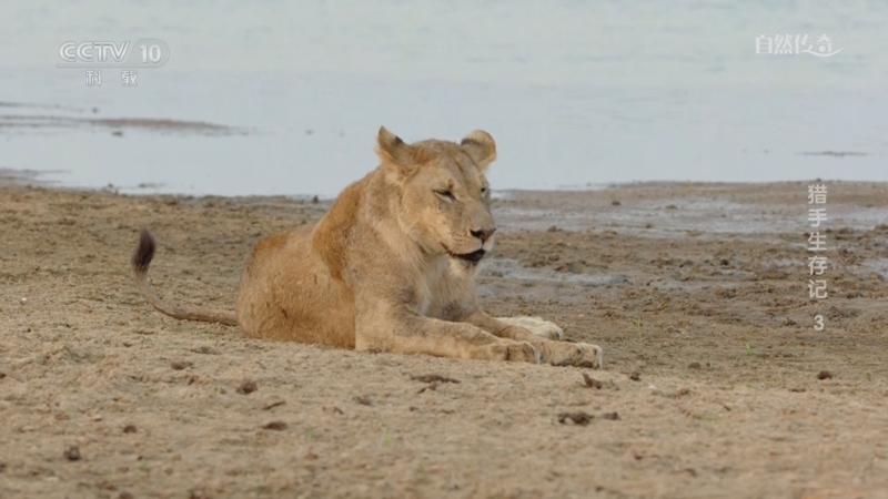 《自然传奇》 20250522 猎手生存记 3