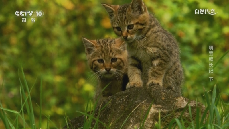 《自然传奇》 20250531 萌宝成长记 下