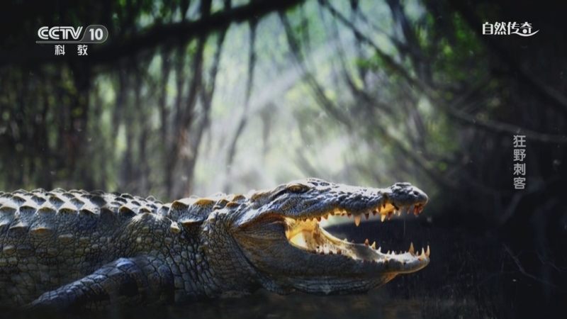 《自然传奇》 20250603 狂野刺客