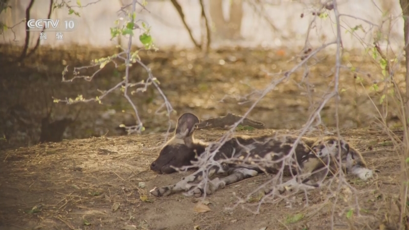 《自然传奇》 20250604 动物思维 1