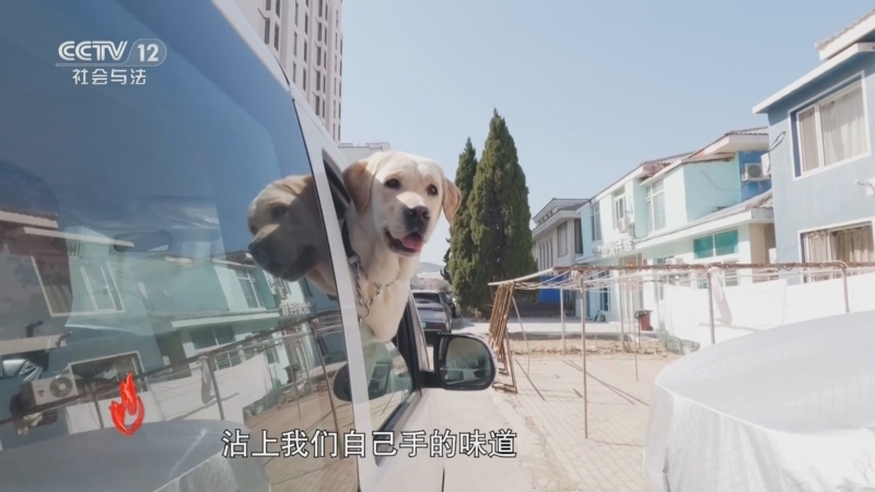 《道德观察(日播版)》 20250607 你好！导盲犬