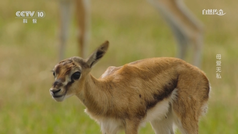 《自然传奇》 20250611 母爱无私