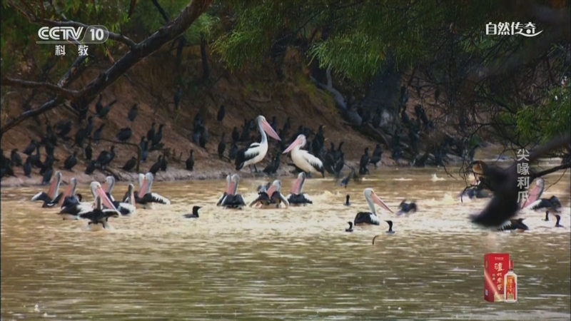 《自然传奇》 20250616 尖喙利爪