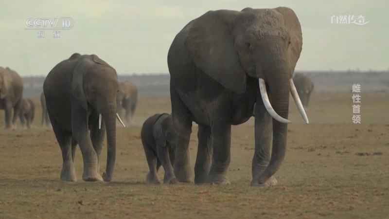 《自然传奇》 20250618 雌性首领