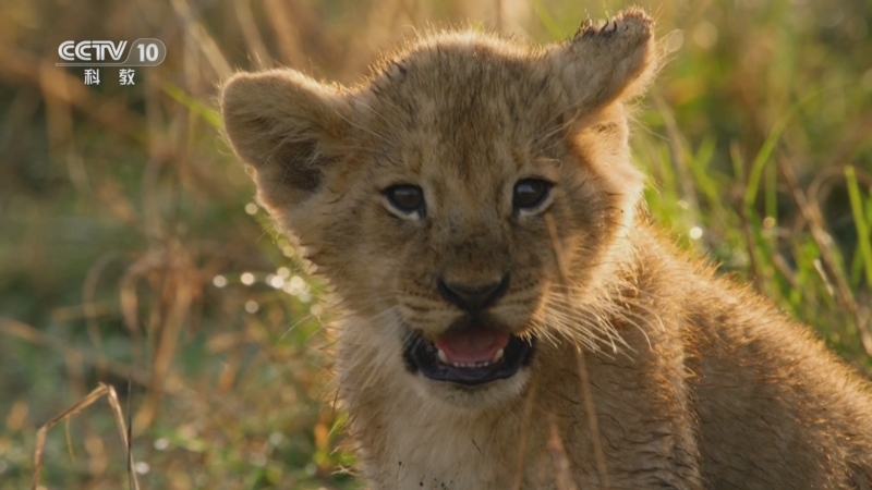 《自然传奇》 20250627 狮子 非洲超级力量