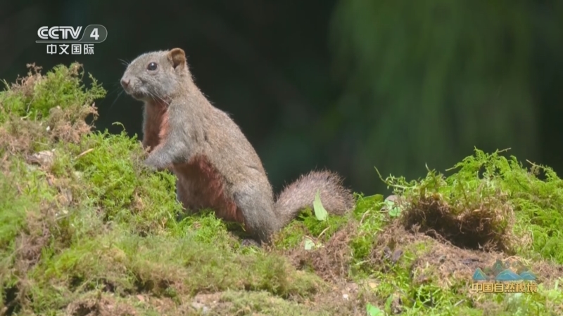 《远方的家》 20250711 中国自然秘境 翠笼川渝 生态家园