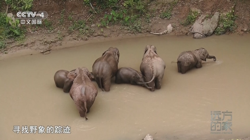 《远方的家》 20250717 中国自然秘境 热带雨林的探秘之旅