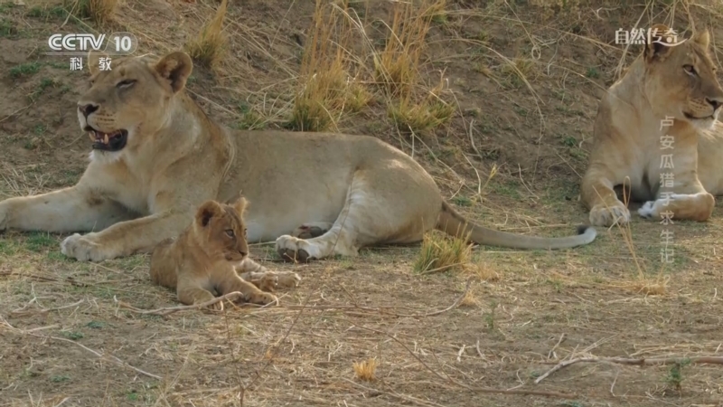 《自然传奇》 20250826 卢安瓜猎手求生记 2