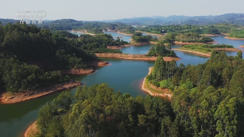 《谁知盘中餐》 20250827 绿水青山的馈赠 林下藏好味