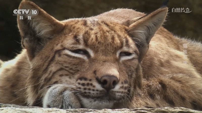 《自然传奇》 20250831 猫族杀手