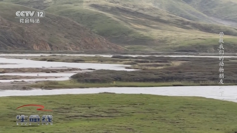 《生命线》 20250904 营救我们的动物朋友（下）