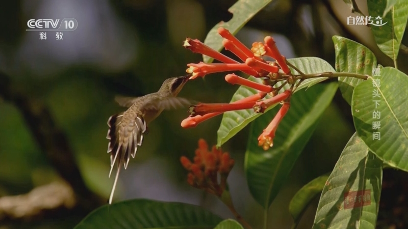 《自然传奇》 20250907 慢镜头下的瞬间