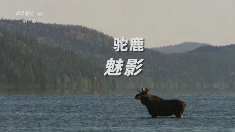 《自然传奇》 20250921 驼鹿魅影