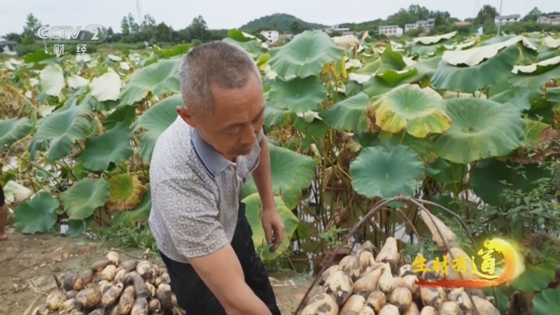 《生财有道》 20250923 丰收礼赞：科技赋能说丰年