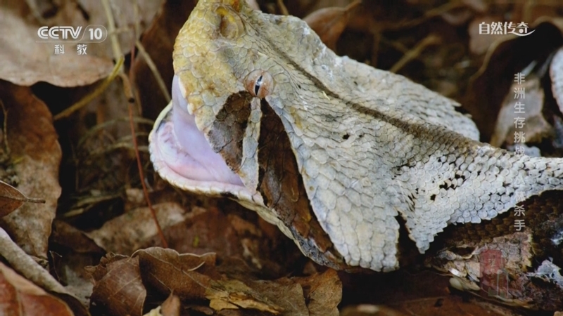 《自然传奇》 20251002 非洲生存挑战 丛林杀手