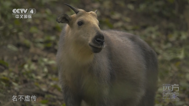 《远方的家》 20251003 中国自然秘境 解码唐家河的自然密语