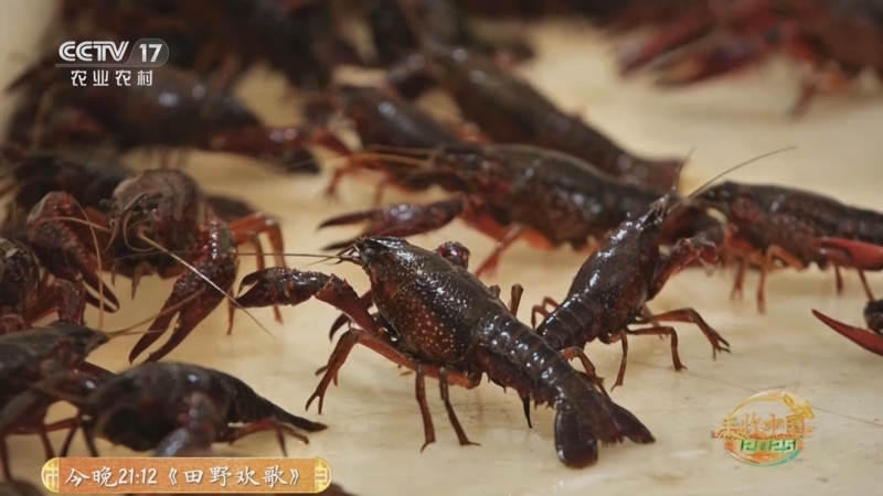 《谁知盘中餐》 20251004 丰收来敲门 虾蟹“鲜兵”庆丰收