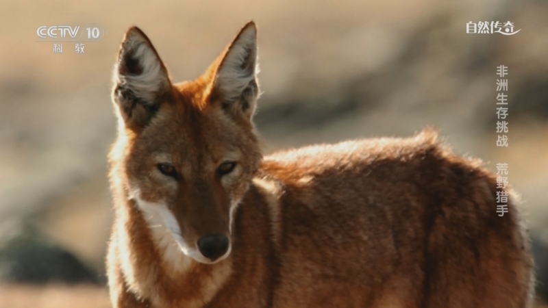 《自然传奇》 20251007 非洲生存挑战 荒野猎手