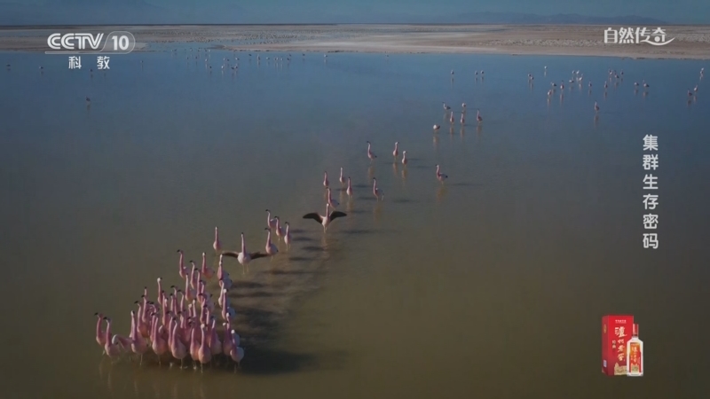 《自然传奇》 20251008 集群生存密码