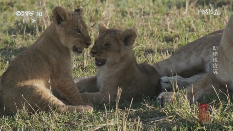 《自然传奇》 20251013 动物也贪玩