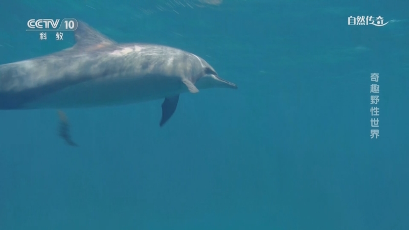 《自然传奇》 20251014 奇趣野性世界