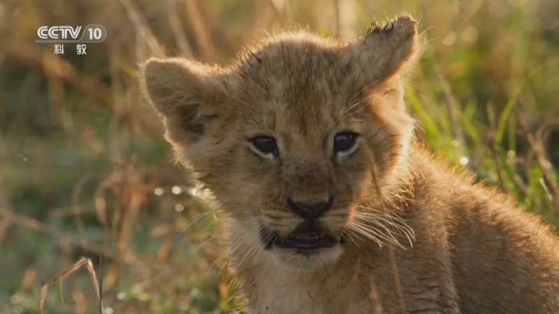 《自然传奇》 20251024 狮子 超级非洲力量