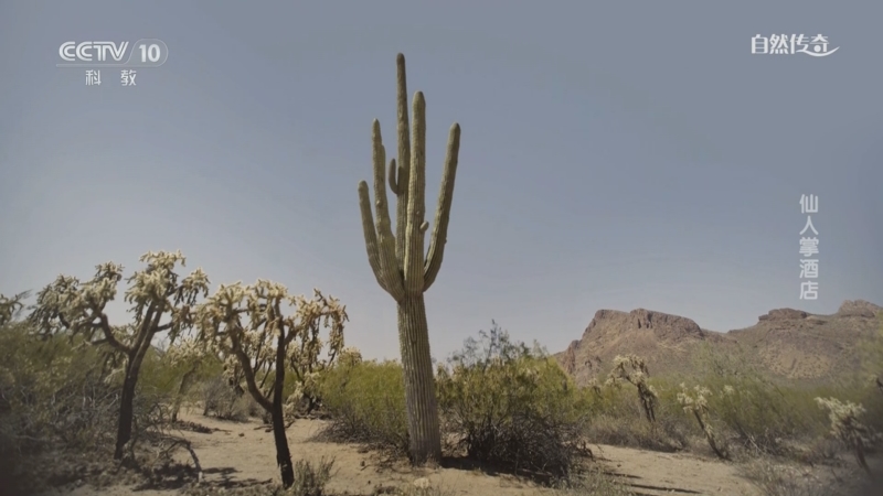 《自然传奇》 20251025 仙人掌酒店