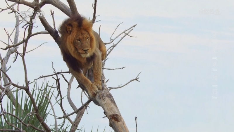 《自然传奇》 20251026 动物的“动”与“行”