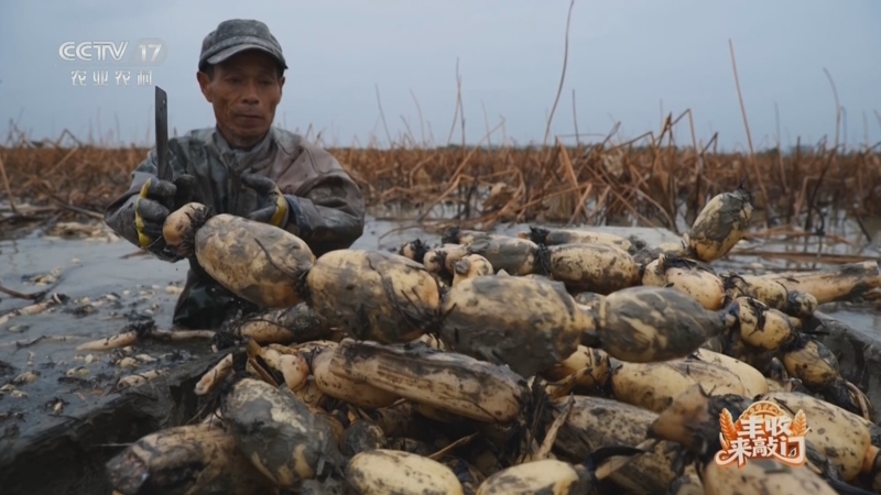 《谁知盘中餐》 20251105 丰收来敲门 泥土里的鲜甜滋味