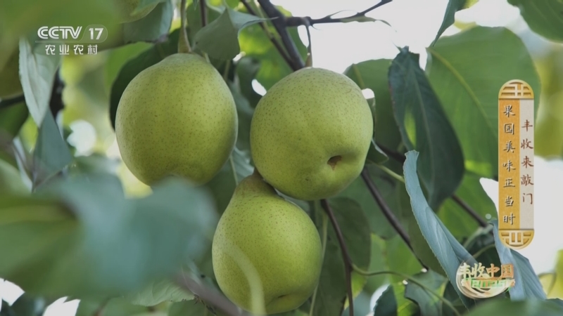 《谁知盘中餐》 20251112 丰收来敲门 果园美味正当时