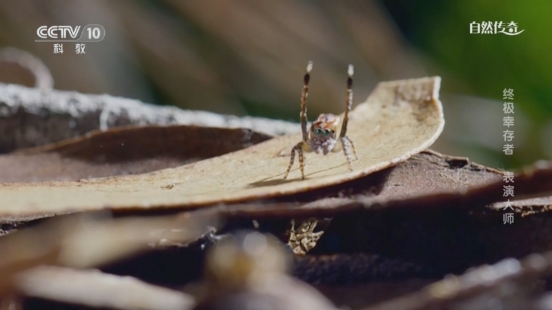《自然传奇》 20251113 终极幸存者 表演大师