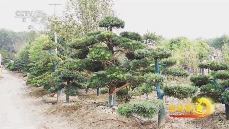 《生财有道》 20251114 花木之乡新赛道