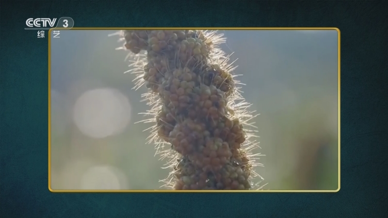 《国家宝藏·周游季》 20251114