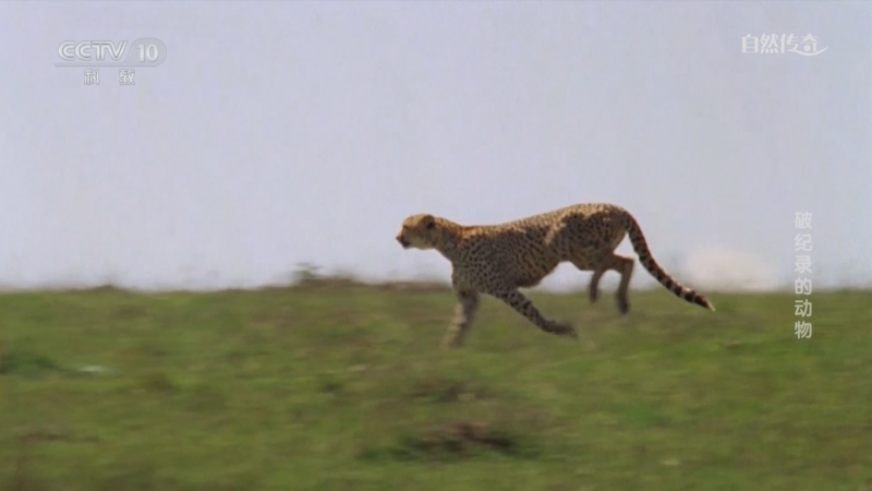《自然传奇》 20251121 破纪录的动物