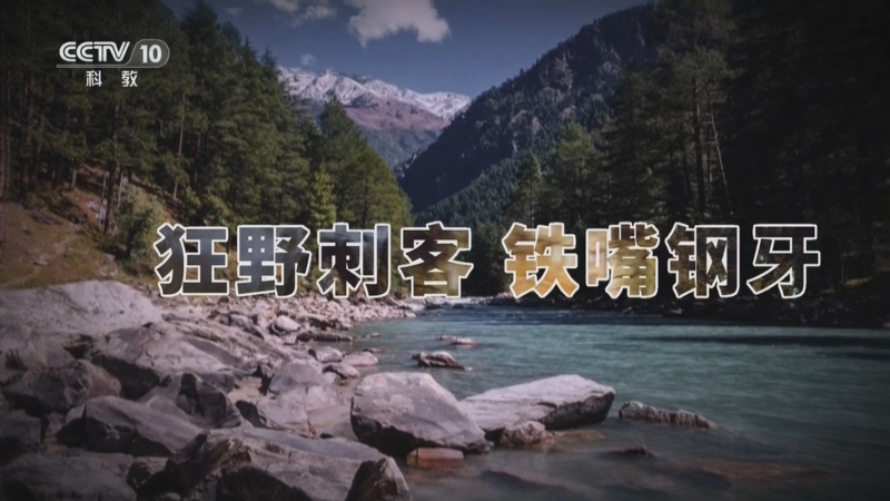 《自然传奇》 20251125 狂野刺客 铁嘴钢牙
