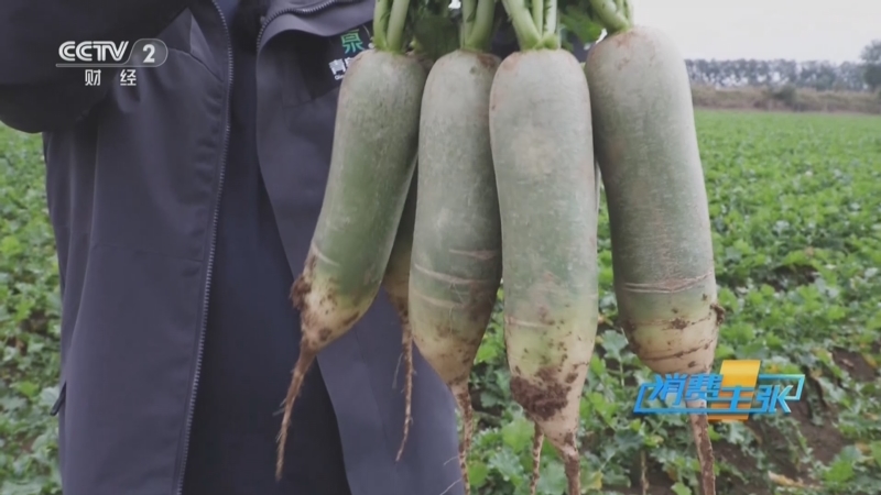 《消费主张》 20251126 萝卜大量上市，今年价格如何？