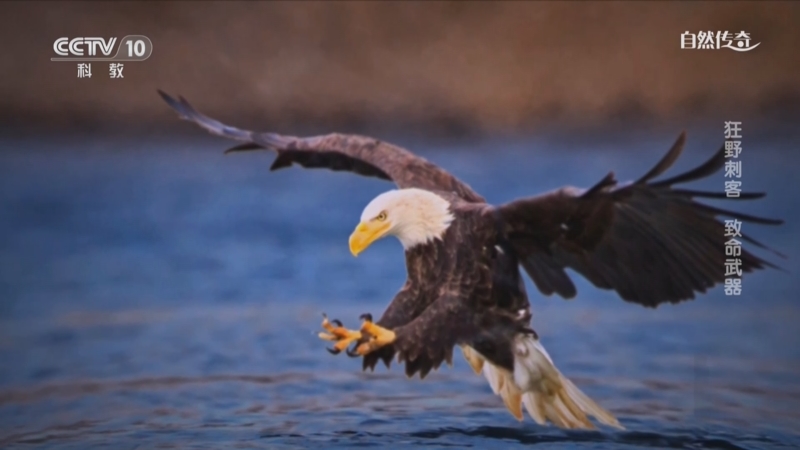 《自然传奇》 20251128 狂野刺客 致命武器