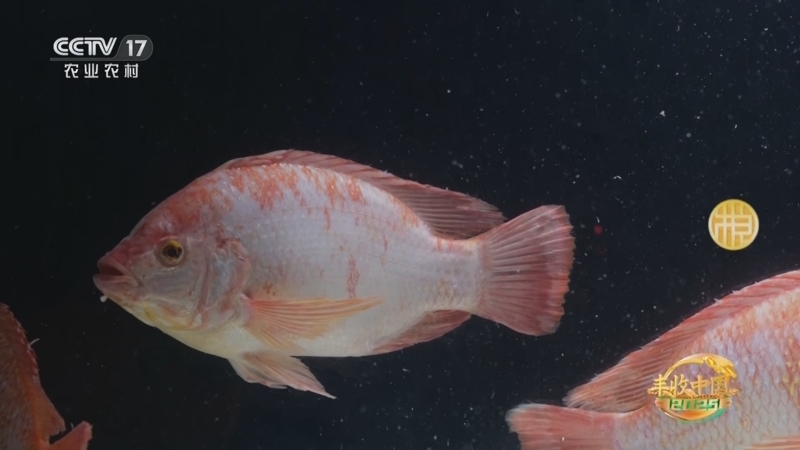 《谁知盘中餐》 20251128 丰收来敲门 奇鱼有妙味