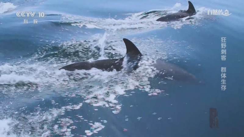 《自然传奇》 20251129 狂野刺客 群体生存