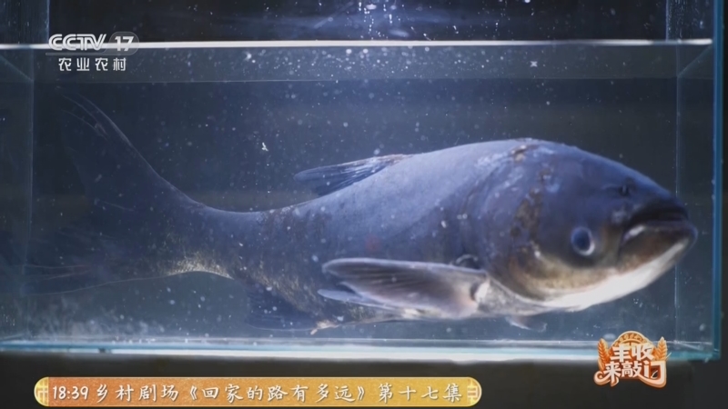 《谁知盘中餐》 20251203 丰收来敲门 探寻江南好味道