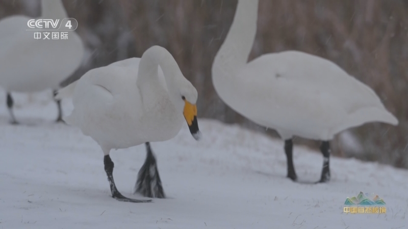 《远方的家》 20251203 中国自然秘境 翩然展翼天地间