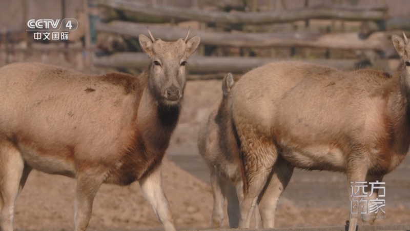 《远方的家》 20251208 中国自然秘境 山海之间 初冬画卷