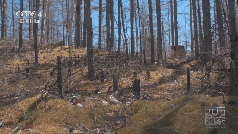 《远方的家》 20251215 中国自然秘境 神秘的大兴安岭